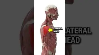 Build BIGGER 3D Shoulders (DO THIS!)