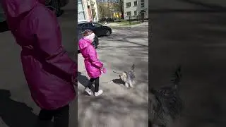 Собака Кира пришла в Груминг-шоп...