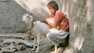 Amazing Man With His Goat || US Animals
