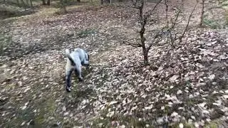 Kangal kıtmir Orman gezisinde