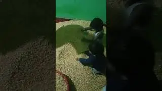 deshi baccho ki masti