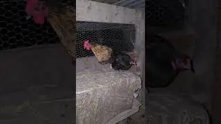 First Night Together In One Coop