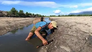 Catching A Lot Of Massive Mud Crabs In Holes at The Sea Swamp after Water Low Tide