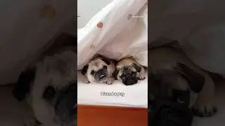 Got to love those pudgy and wrinkly creatures 🐶❤️ 