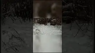 creepy encounter while winter hiking 👀