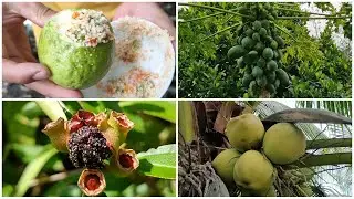 Những loại quả gắn liền với tuổi thơ miền quê_Phần 1