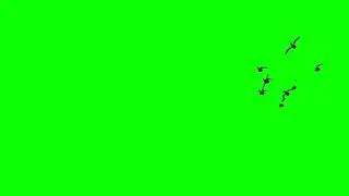GREEN SCREEN BIRDS FLYING