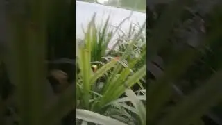 Galaxy j2 (Sock Rom) camera app video test (no edit) in middle of a Grass #incomingcalls1234 #shots