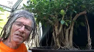 Working on the Mall Ficus, Part 1, The Bonsai Zone, June 2026