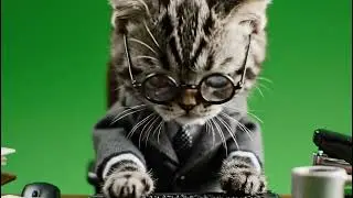 Epic Cat Working Meme Green Screen Overlay for Hilarious Edits