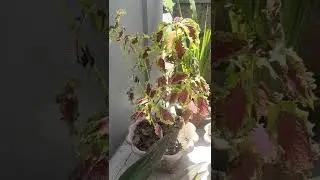 Misz Sofi Jilbar Durasi Jozz