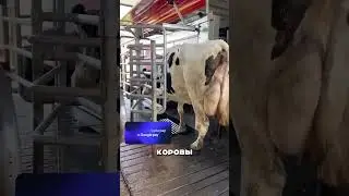 Самый БОГАТЫЙ Фермер Дагестана 🤯