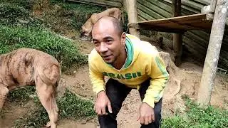 TRATANDO OS CÃES uma manhã na Chácara Teramoto