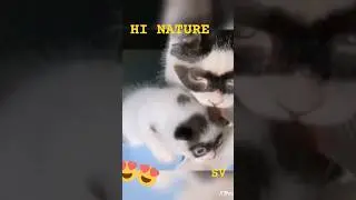 #funny #animals  #shorts