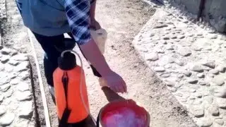 Слива отцвела.Защита  от плодового пилильщика