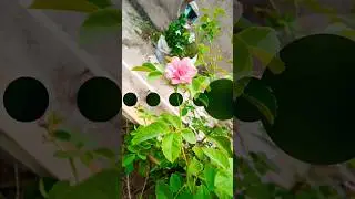 Flower Transition Video #shorts #nnrphotographer