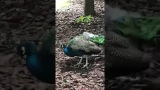 Павлинчик))