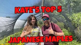 Kate's Top 5 Japanese Maples!