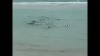 animal nefasto el pinguino
