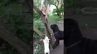 26.08.21 Персик и бабаки ! # French Bulldog#Мастино наполитано#