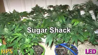 LED Grow Light 205W Penetrator vs 400W HPS Medical Marijuana Grow.mpg