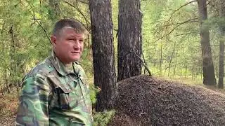 Десятиметровый муравейник