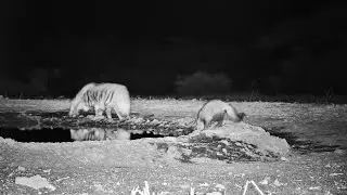 Striped Hyena And White-Tailed Mongoose Drinking Together