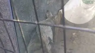 some fox thingy