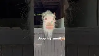 Boop my snoot #shorts #horse #cutehorse #equestrian #horses