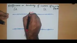 Anatomy of C3 and C4 Plant Leaves (Photosynthesis) Lecture 5 A2 Cambridge