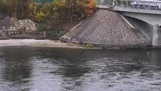 осётр , река Нарва