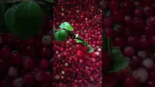 Брусника из Пскова