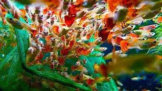 Added 360 beautiful guppies to the aquarium [New items at the fish hatchery]