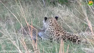 Leopard-playing-botswana.mp4