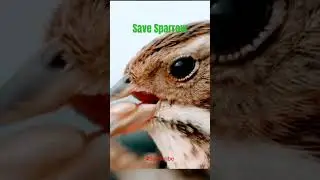 O ri Chiraiya | Save Sparrow | Nature #song #music #love #viralvideo World Sparrow Day 20 March