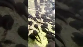 It's so beautiful and creative to shoot tadpoles like this!