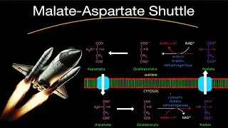 Biochemistry: Malate-Aspartate Shuttle (EASIEST EXPLANATION!)