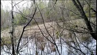 Прогулка по лесу, пруд в лесу.