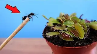 ¿PUEDE UNA ATRAPAMOSCAS ATRAPAR UNA HORMIGA RAPIDA?