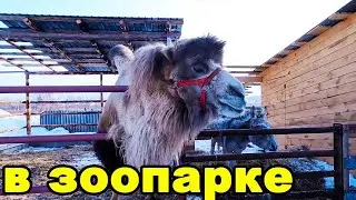 Поехали с детьми в зоопарк