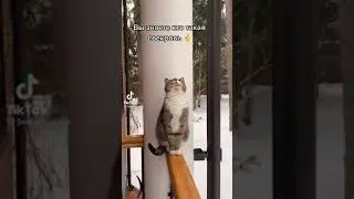 Кот говорящий рот. Кто такая свекровь.