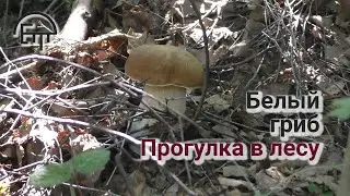 Porcini. Walk in the woods