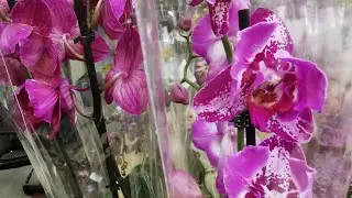У нас в Сочи потрясающий завоз орхидей.. 😍🦋