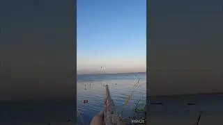 Вот так выстрел😬 #охота #охотанауток #охотанагуся #shortvideo #maxhunter #весенняяохота