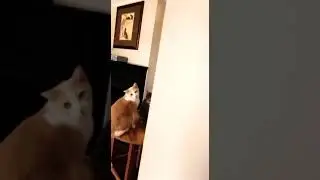 Зверский зверь....
