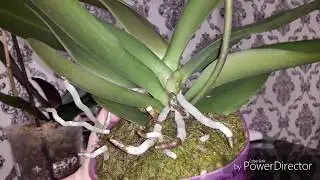 Идеальная посадка фаленопсиса 😁Советы начинающим😉