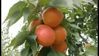 Абрикос Плайя Кот. Apricot Playa Cot. Пізній, урожайний сорт з відмінними якостями