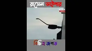 গ্রাম থেকে শহরে ঢুকছে রাসেল ভাইপার #shorts