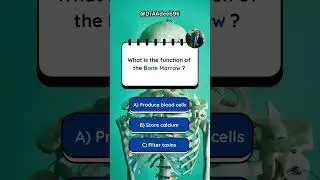 What’s the function of the Bone Marrow ?