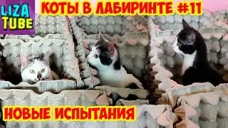 Лабиринт для кошек #11 😺 Карамелька РАЗРУШИТЕЛЬНИЦА 😂 Три кота проходят лабиринт 🌸 \ LizaTube